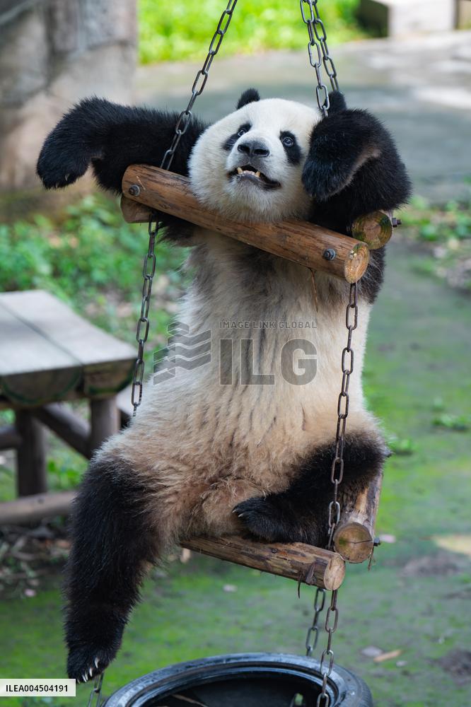Chongqing Zoo Giant Pandas