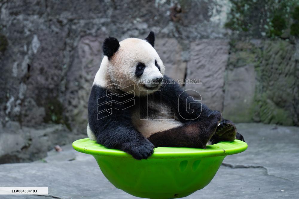Chongqing Zoo Giant Pandas