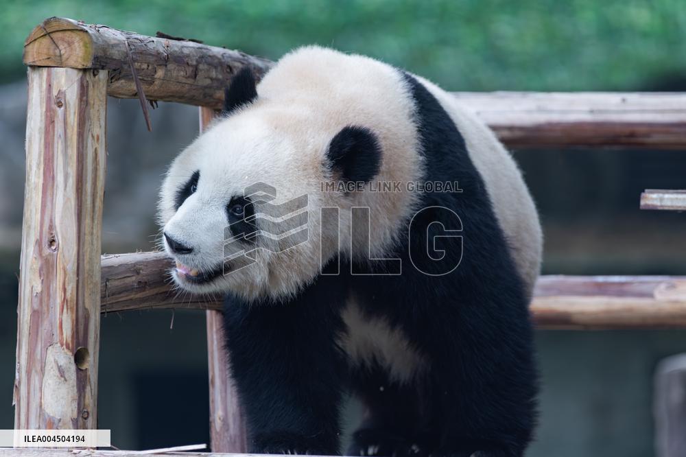 Chongqing Zoo Giant Pandas