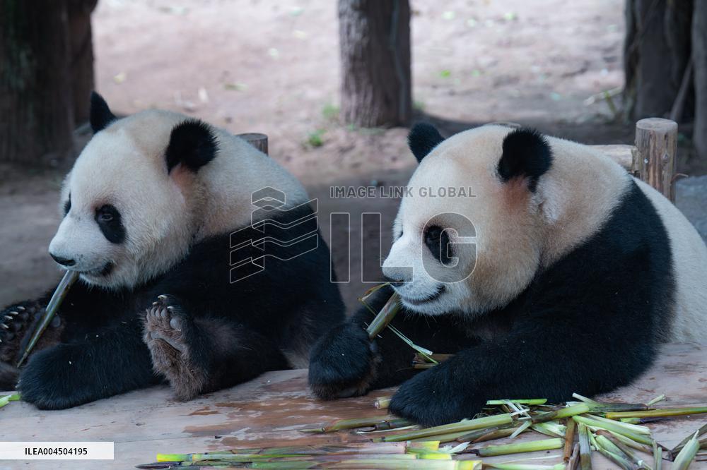 Chongqing Zoo Giant Pandas