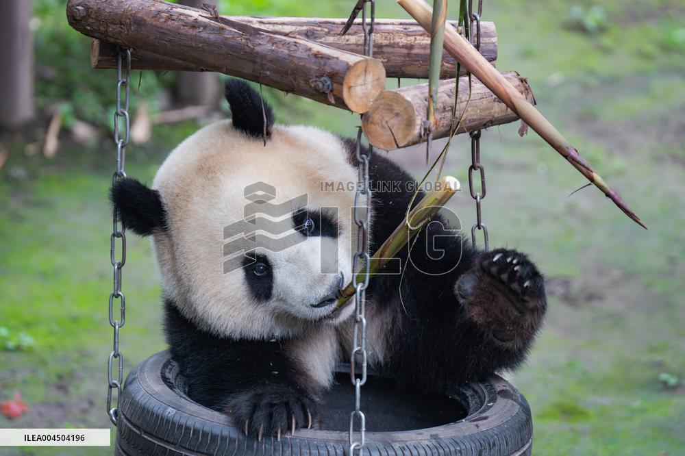 Chongqing Zoo Giant Pandas