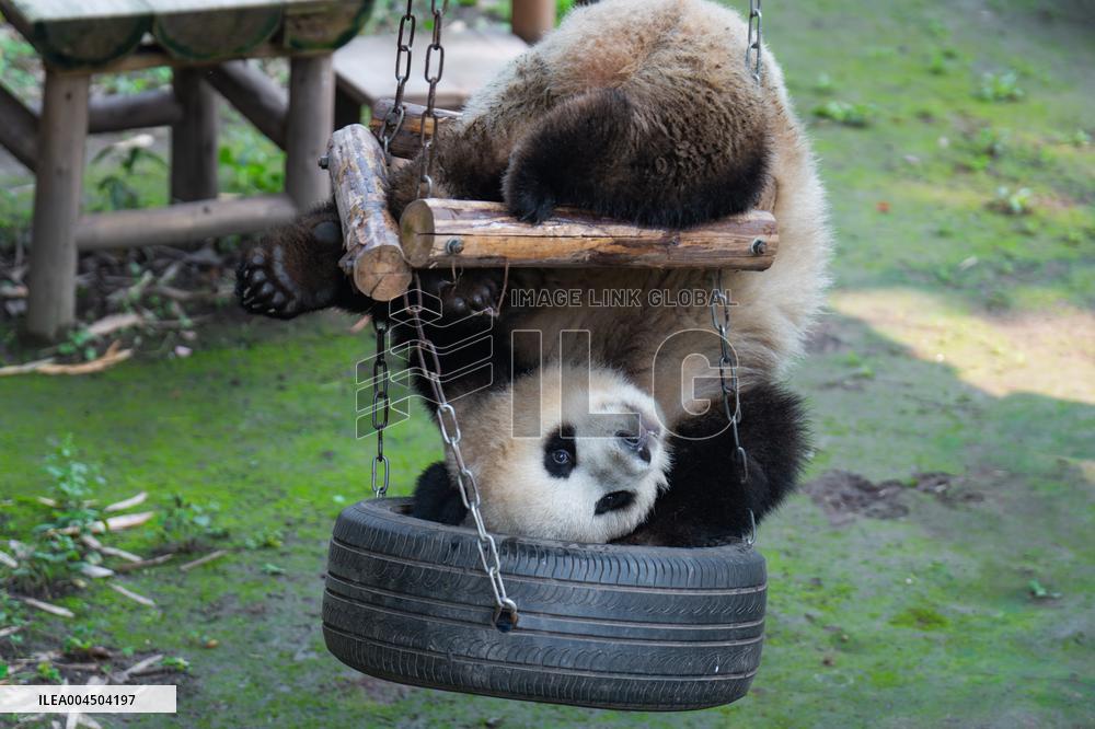 Chongqing Zoo Giant Pandas