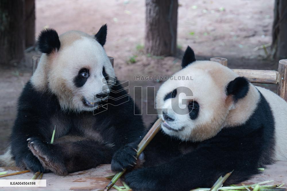 Chongqing Zoo Giant Pandas