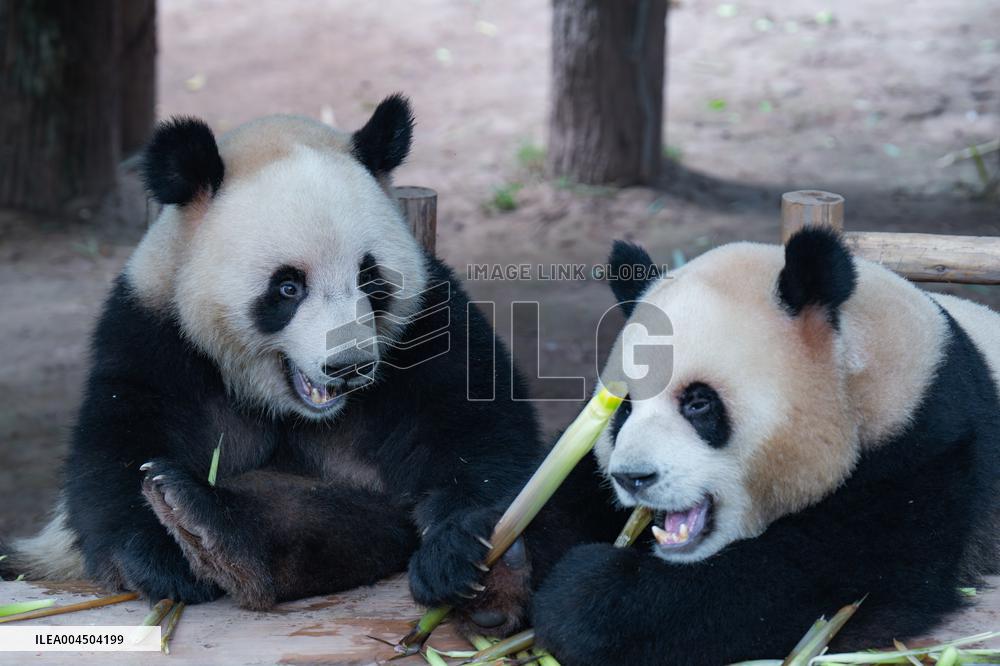 Chongqing Zoo Giant Pandas