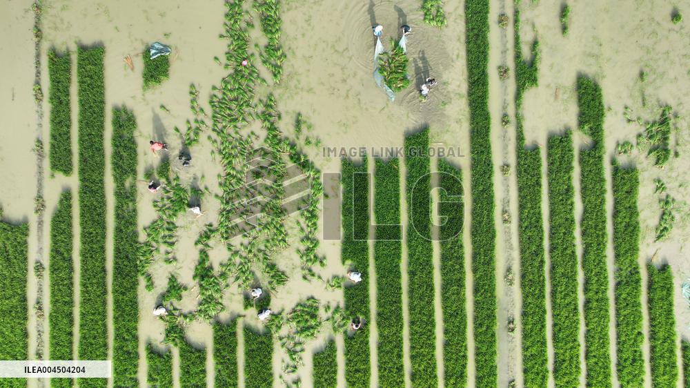 Rice Transplanting