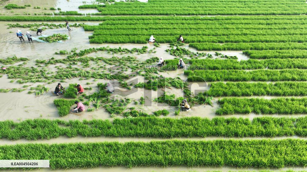 Rice Transplanting