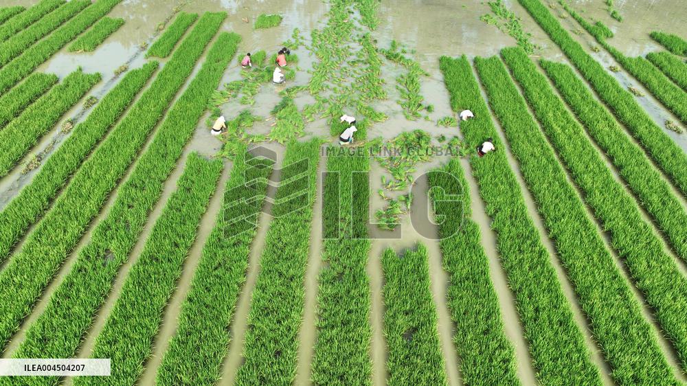 Rice Transplanting
