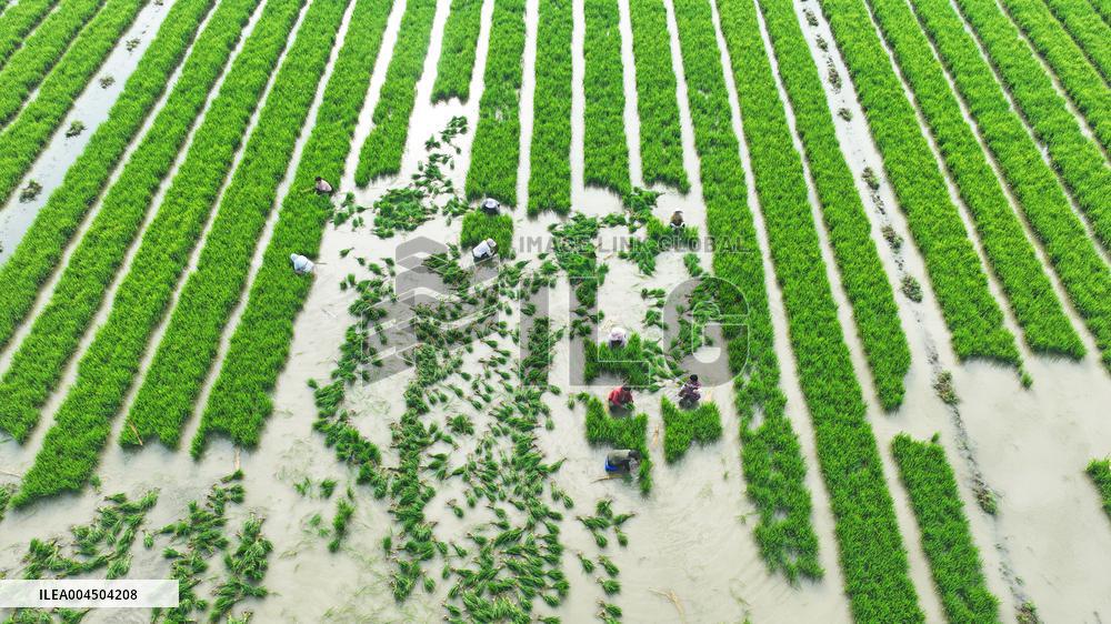 Rice Transplanting