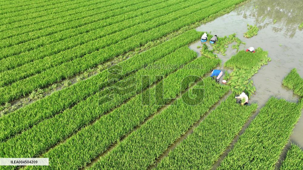 Rice Transplanting