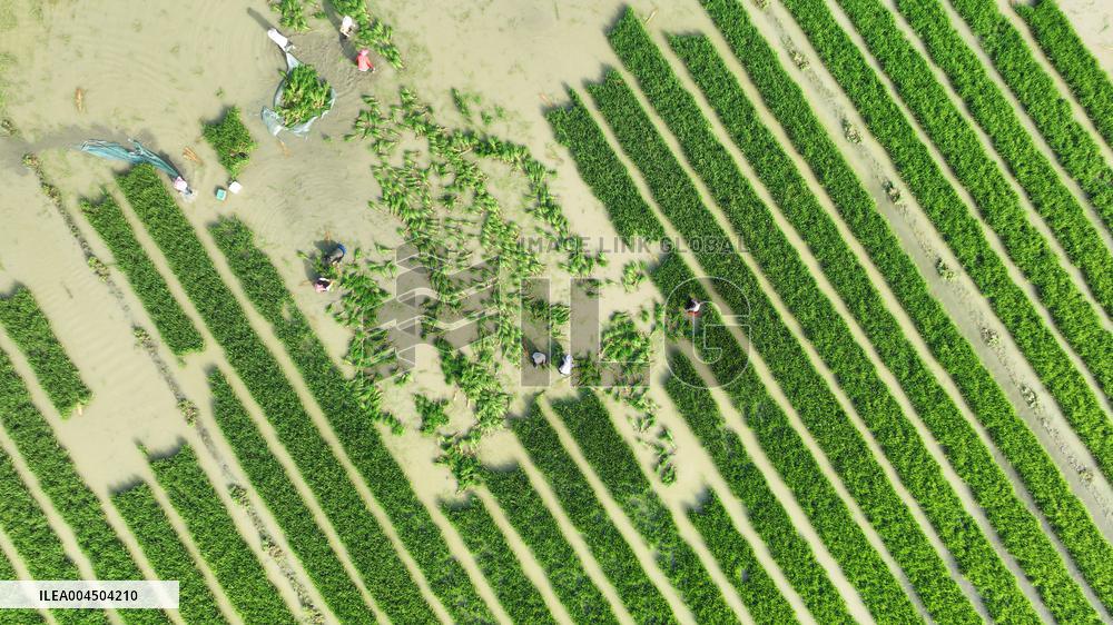 Rice Transplanting