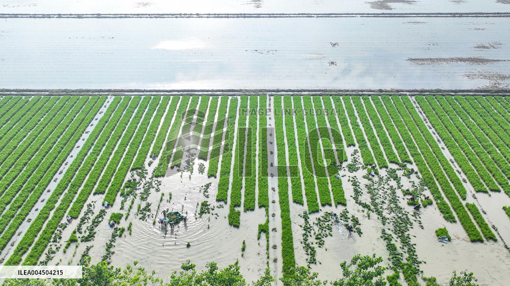 Rice Transplanting