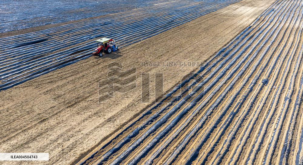 Corn Planting in Suqian