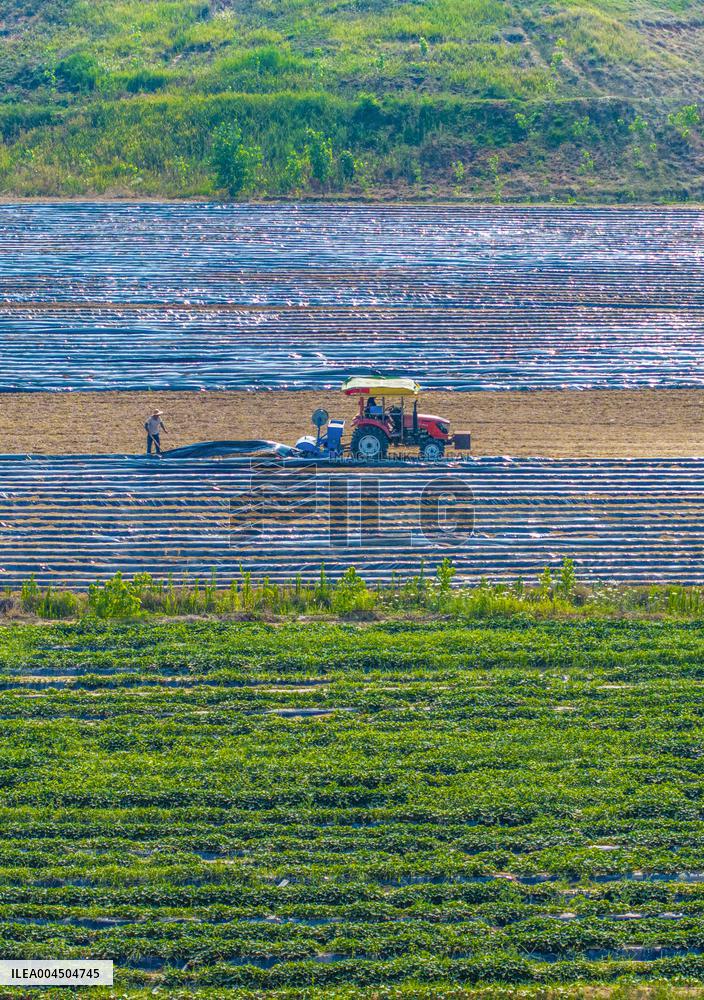 Corn Planting in Suqian