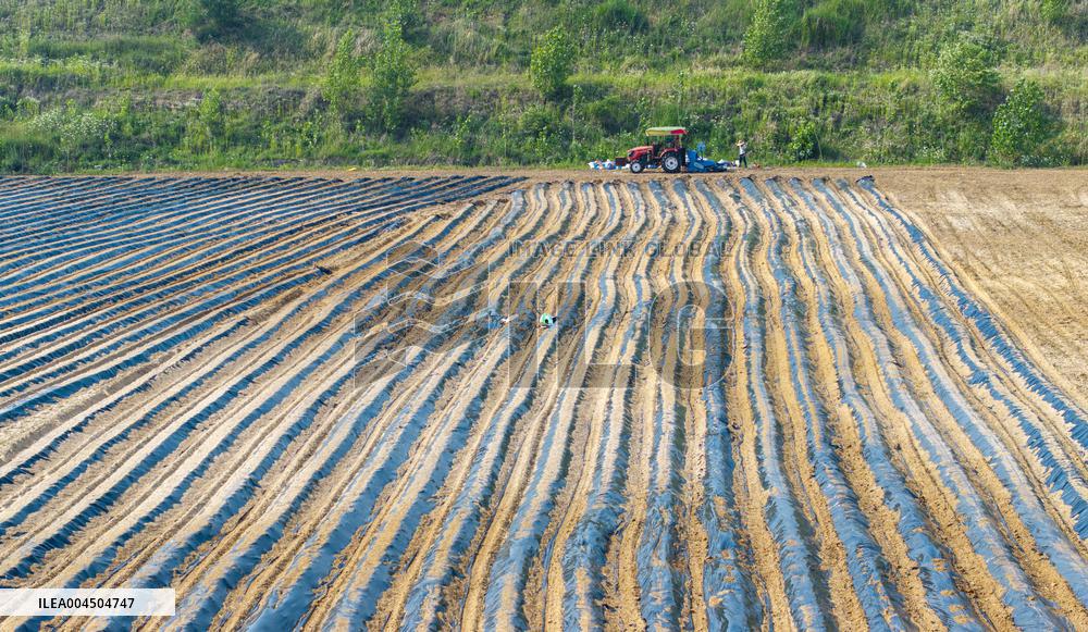 Corn Planting in Suqian