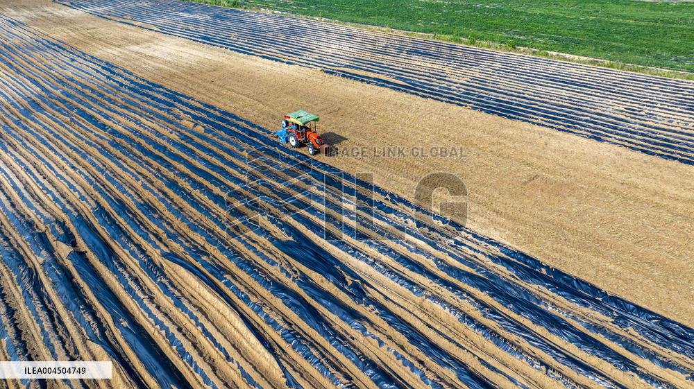 Corn Planting in Suqian