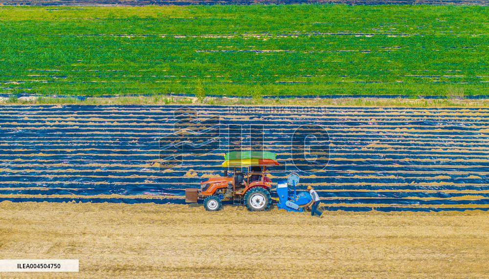 Corn Planting in Suqian