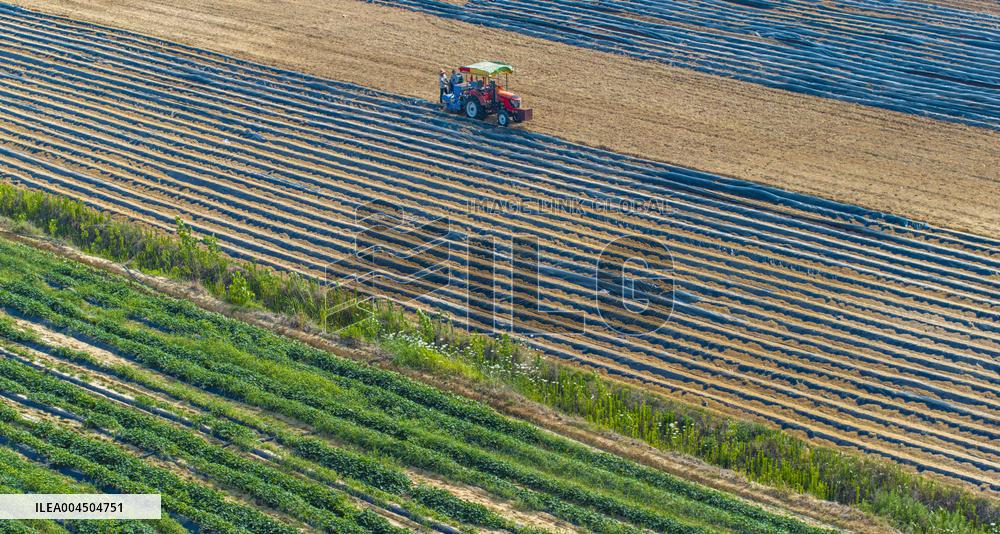 Corn Planting in Suqian