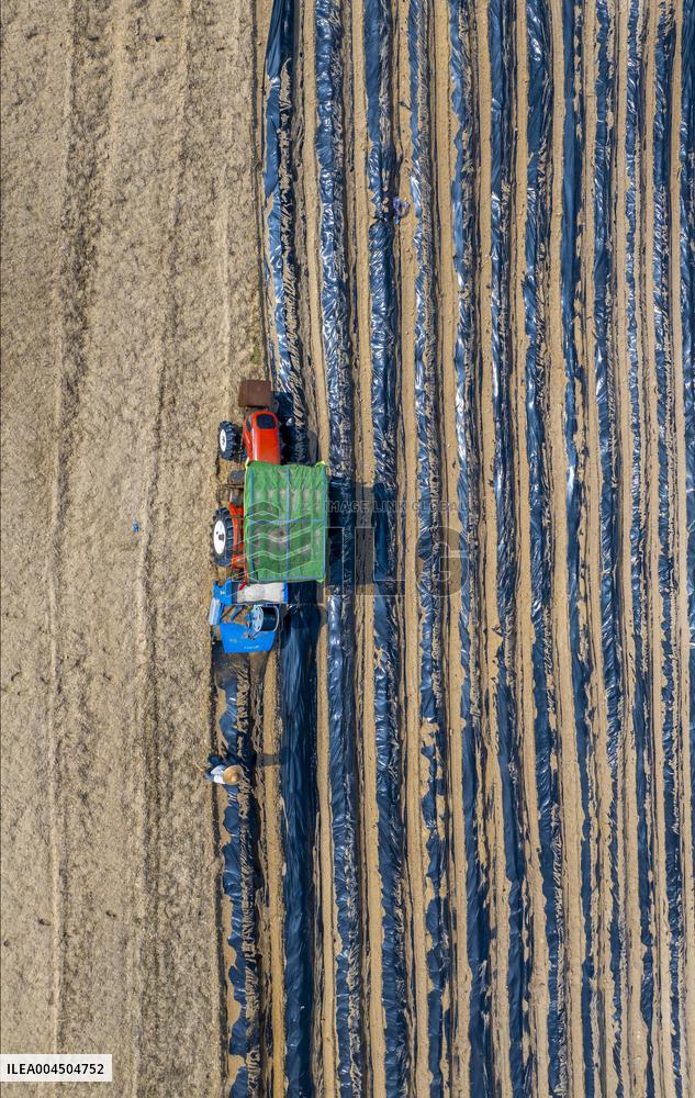 Corn Planting in Suqian