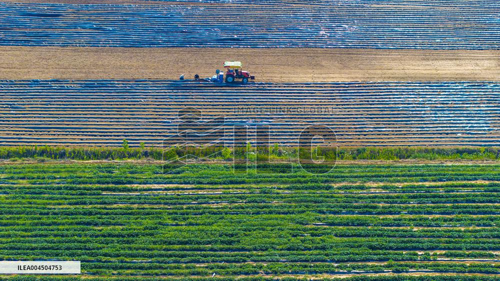 Corn Planting in Suqian