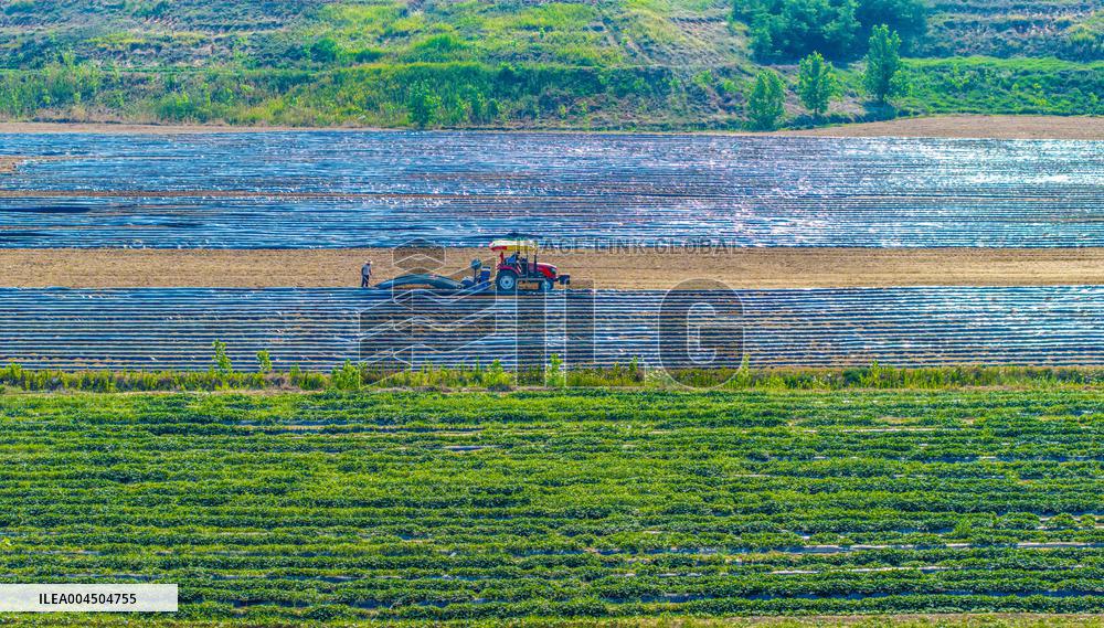 Corn Planting in Suqian