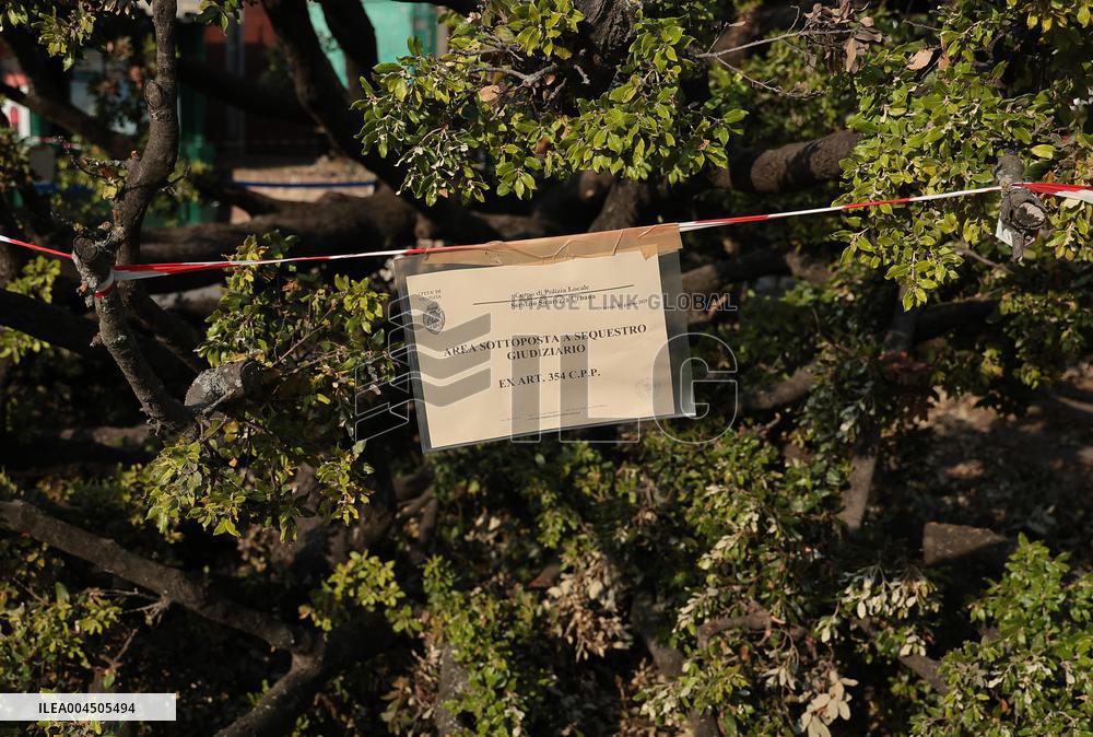Tree Falls Injuring 12 - Venice