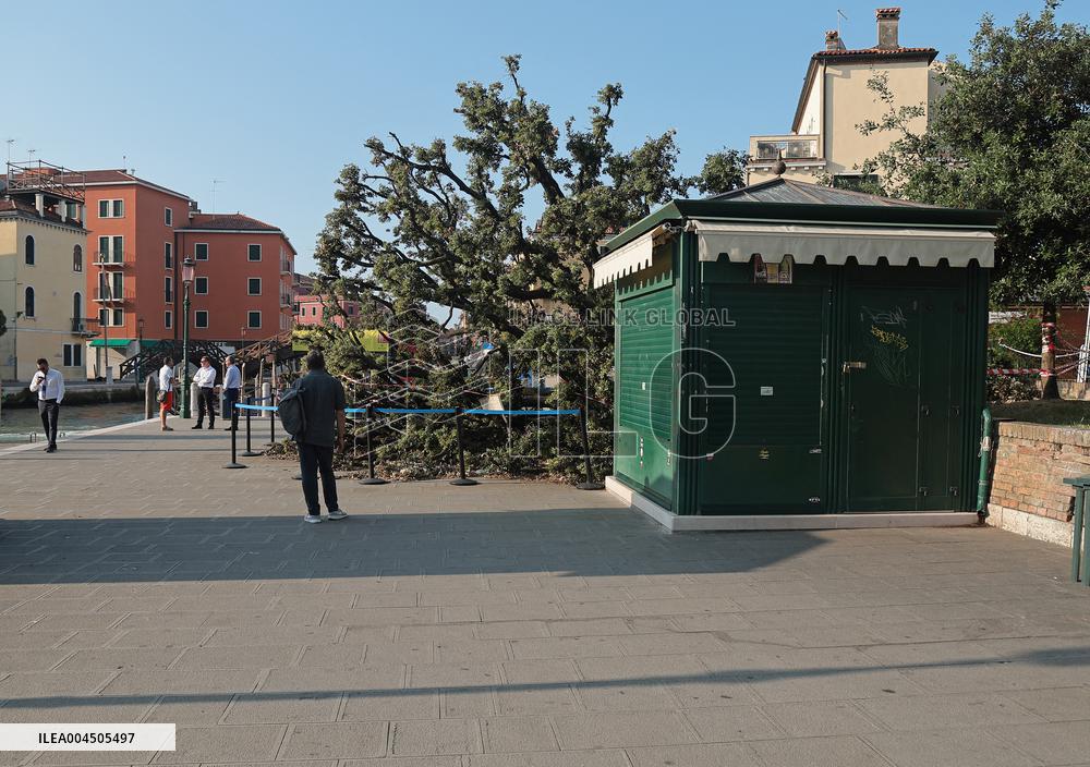 Tree Falls Injuring 12 - Venice