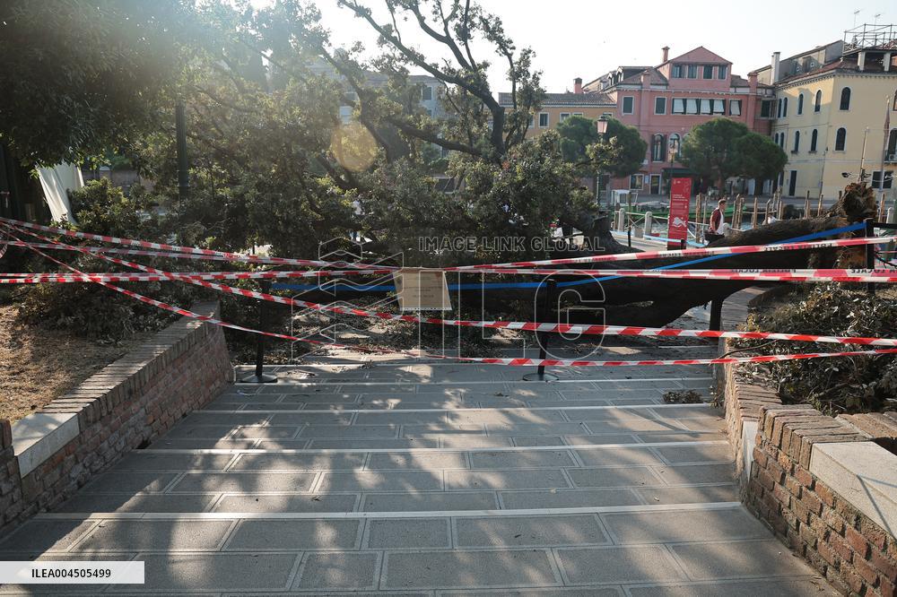 Tree Falls Injuring 12 - Venice