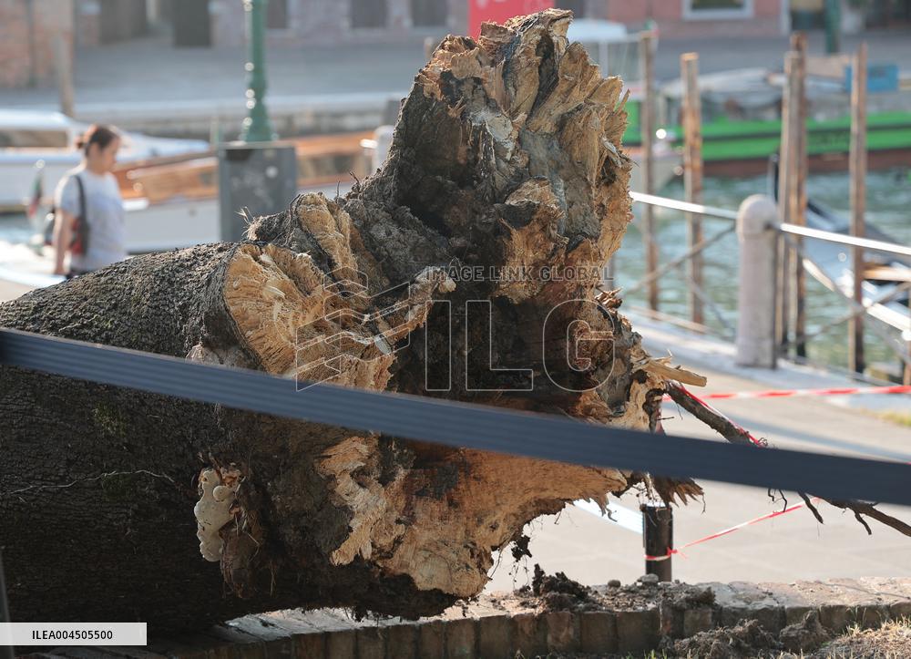 Tree Falls Injuring 12 - Venice