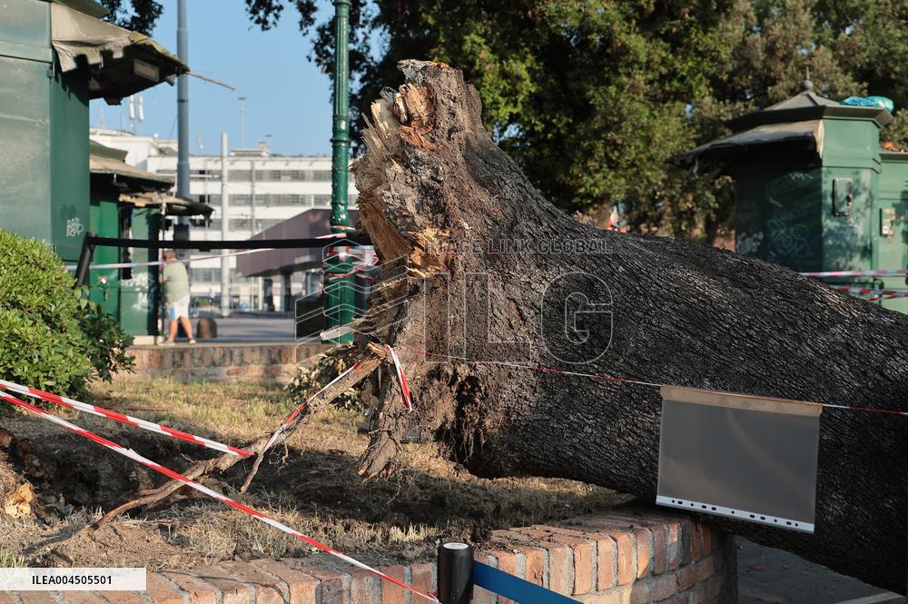Tree Falls Injuring 12 - Venice