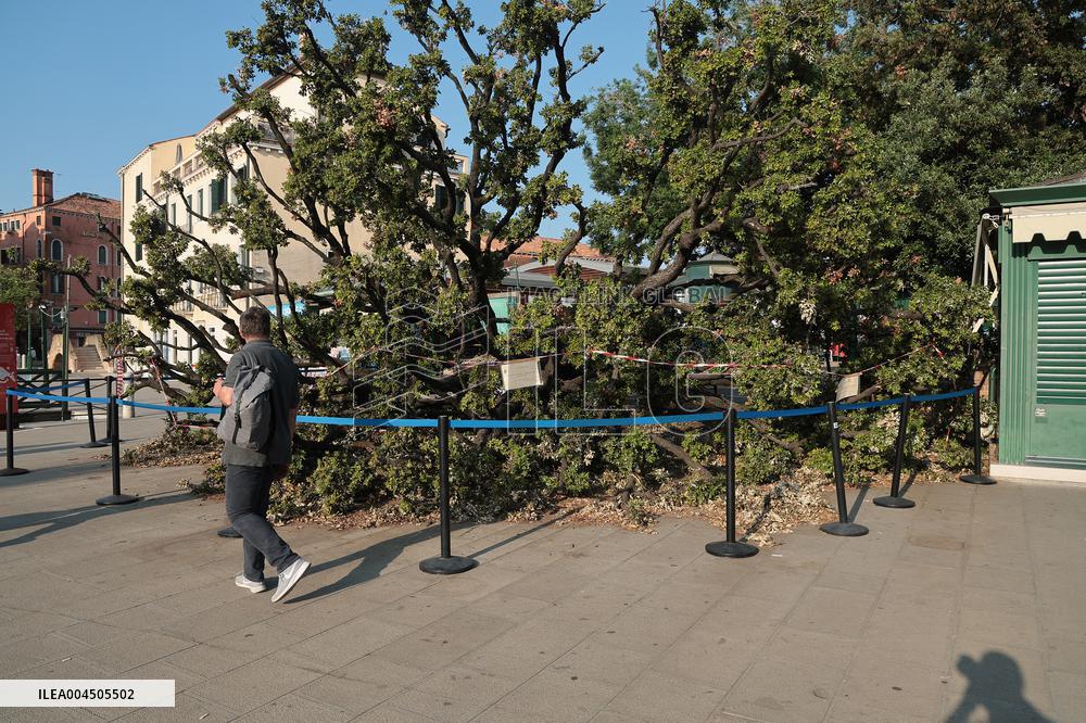 Tree Falls Injuring 12 - Venice