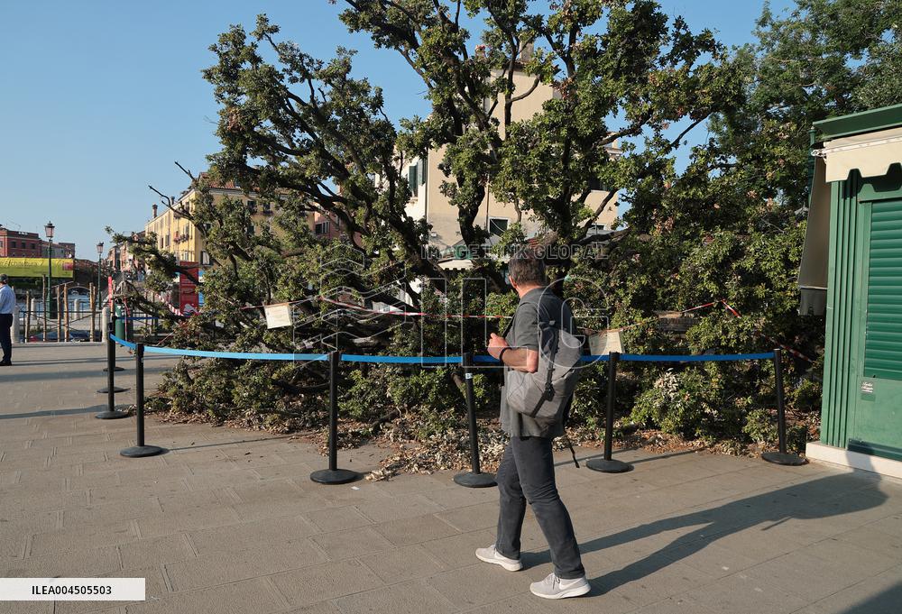 Tree Falls Injuring 12 - Venice