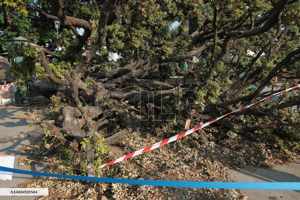 Tree Falls Injuring 12 - Venice