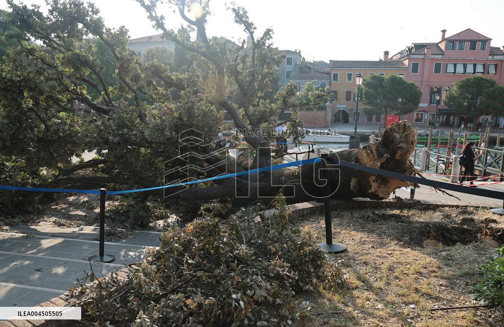Tree Falls Injuring 12 - Venice