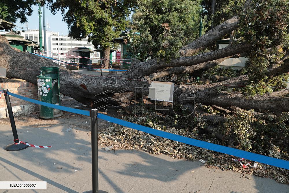 Tree Falls Injuring 12 - Venice