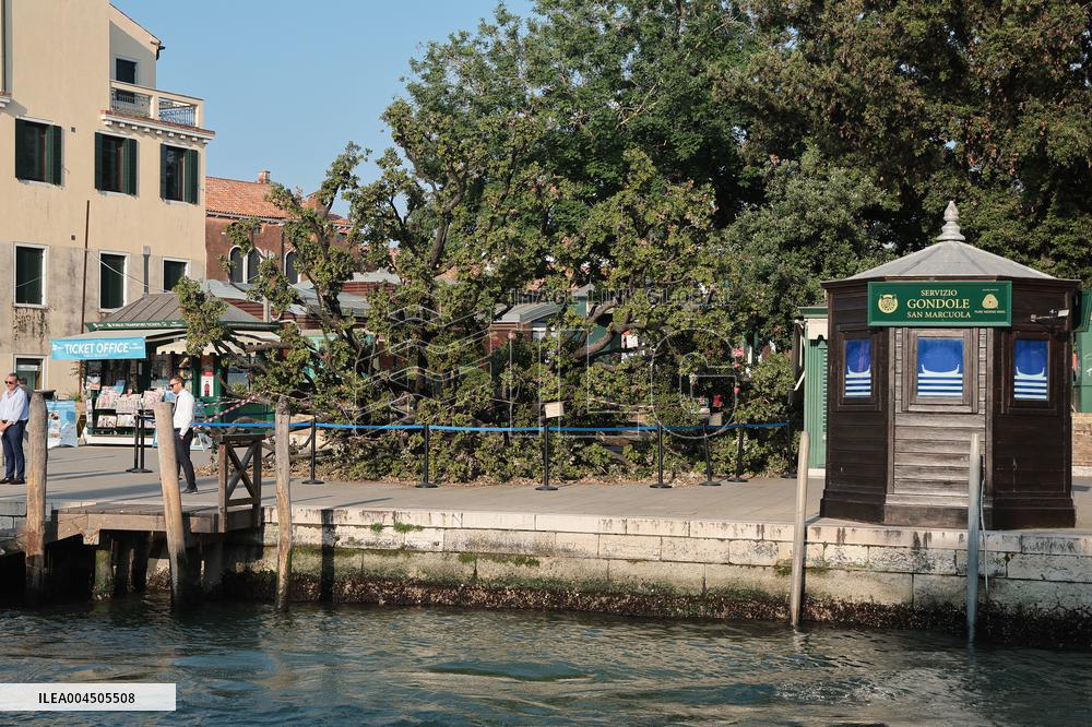 Tree Falls Injuring 12 - Venice