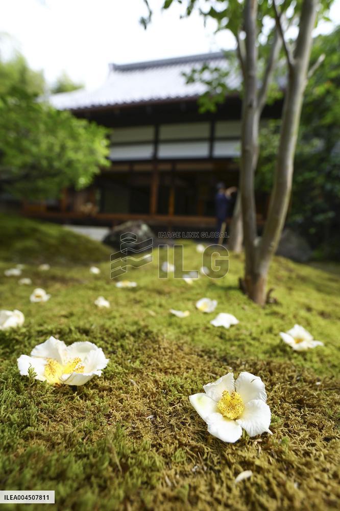 Japanese stewartia at Kyoto temple