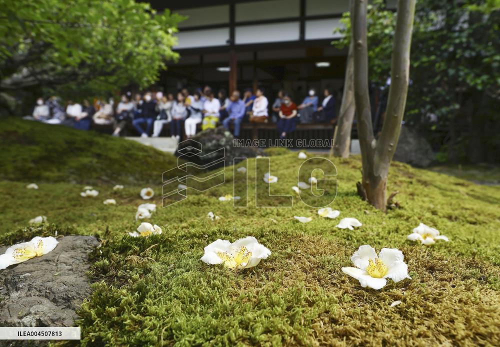 Japanese stewartia at Kyoto temple