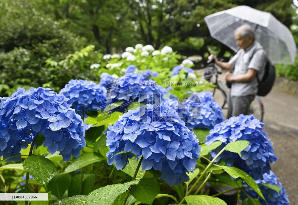 Hydrangeas bloom in central Japan