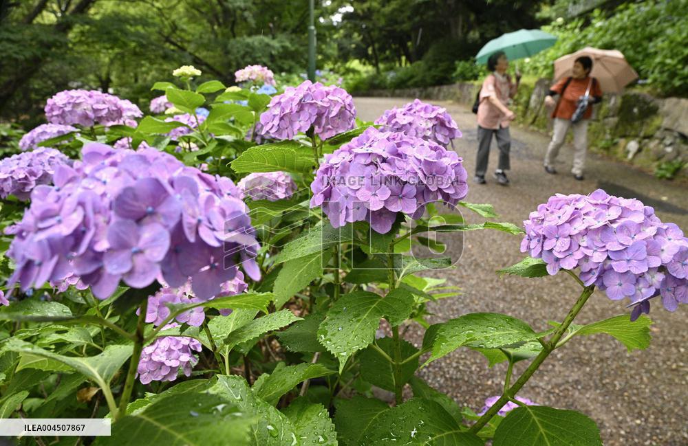 Hydrangeas bloom in central Japan