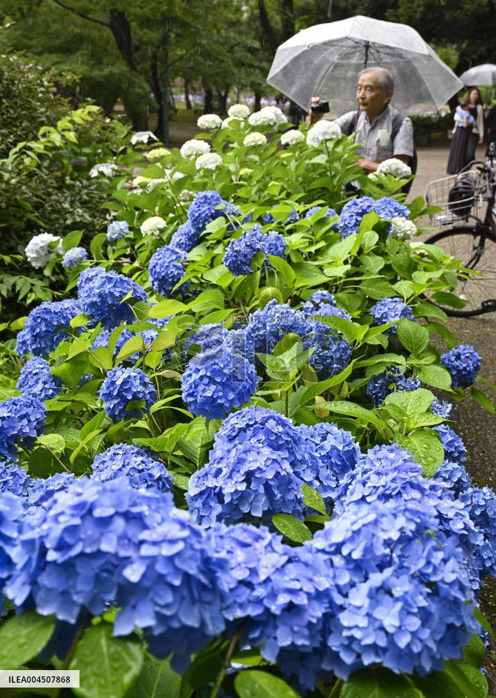 Hydrangeas bloom in central Japan