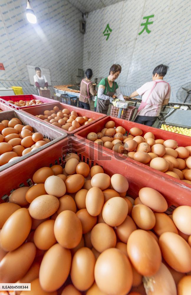 Egg-laying Chicken Breeding Base in Suqian