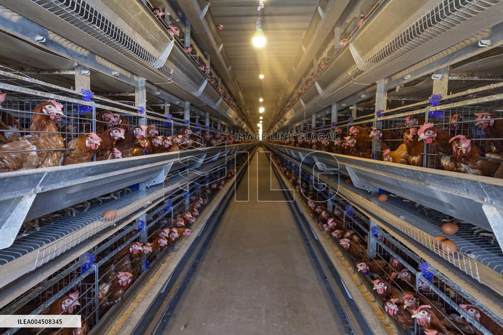 Egg-laying Chicken Breeding Base in Suqian