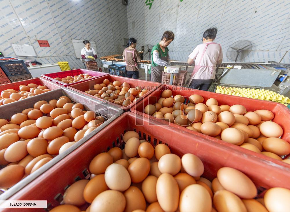 Egg-laying Chicken Breeding Base in Suqian