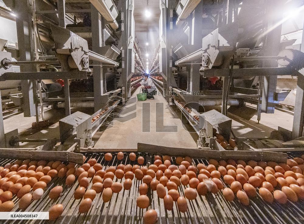 Egg-laying Chicken Breeding Base in Suqian