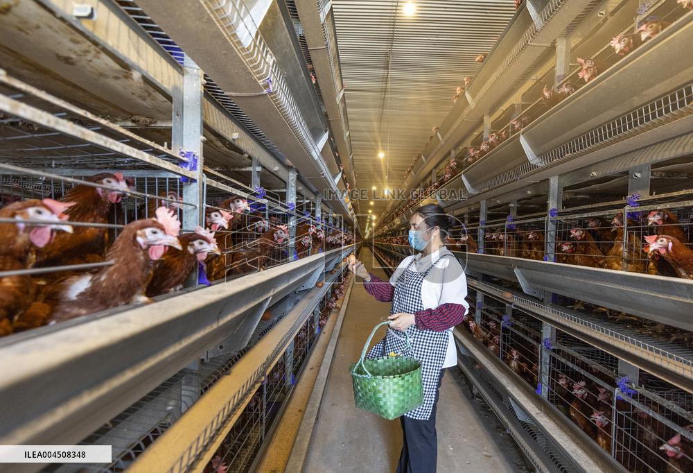 Egg-laying Chicken Breeding Base in Suqian