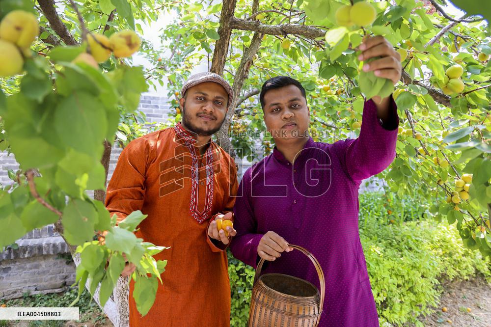 Foreign Students Participated in The Apricot Cultural Exchange Activity