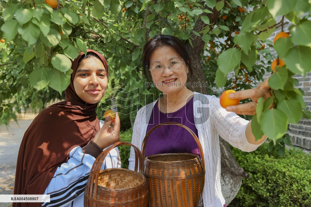 Foreign Students Participated in The Apricot Cultural Exchange Activity