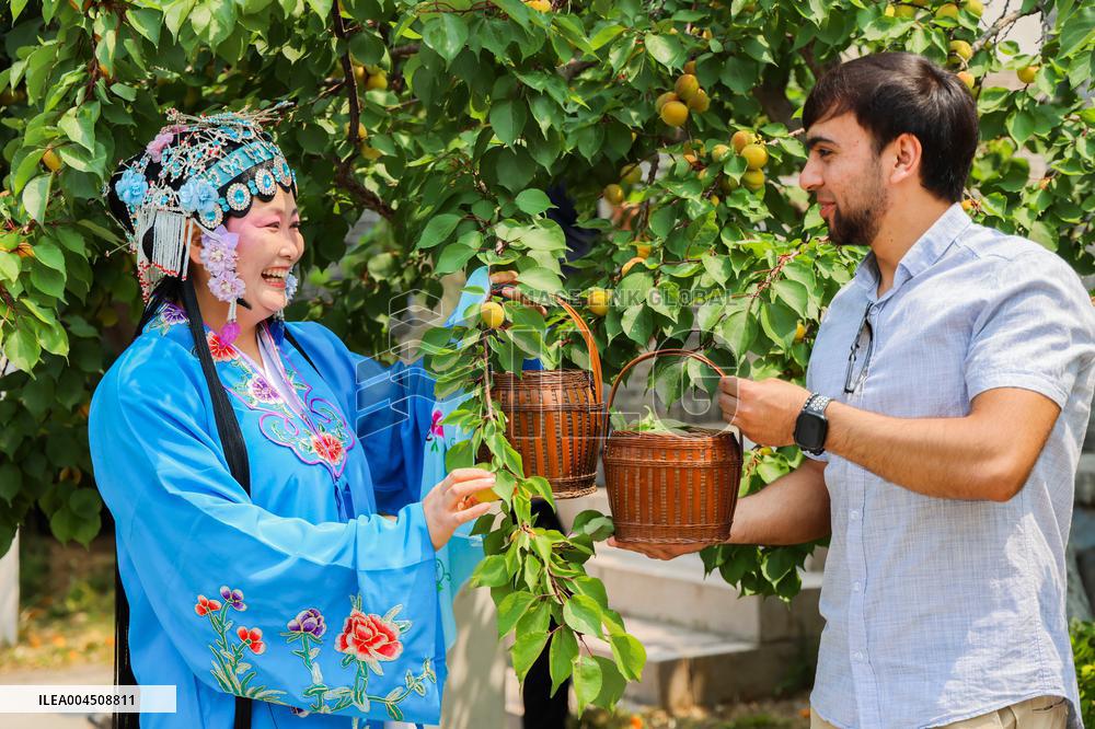 Foreign Students Participated in The Apricot Cultural Exchange Activity