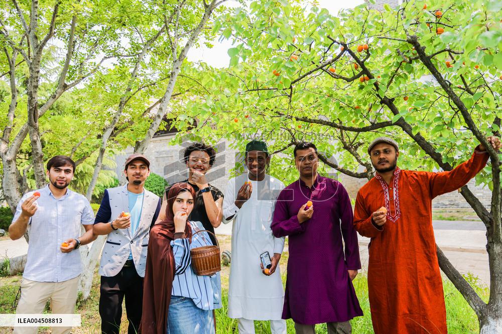 Foreign Students Participated in The Apricot Cultural Exchange Activity