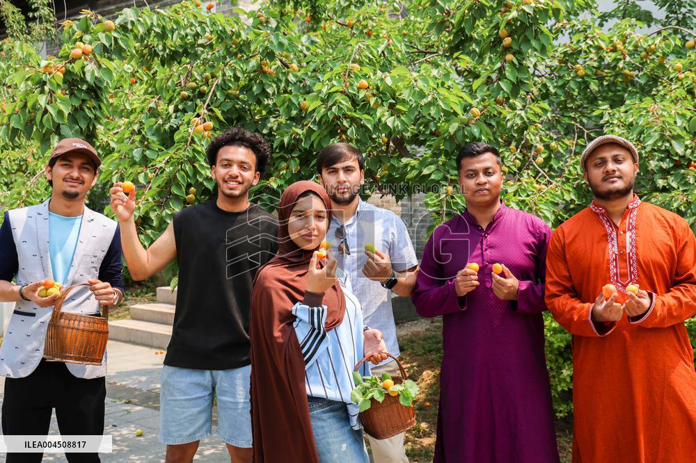 Foreign Students Participated in The Apricot Cultural Exchange Activity